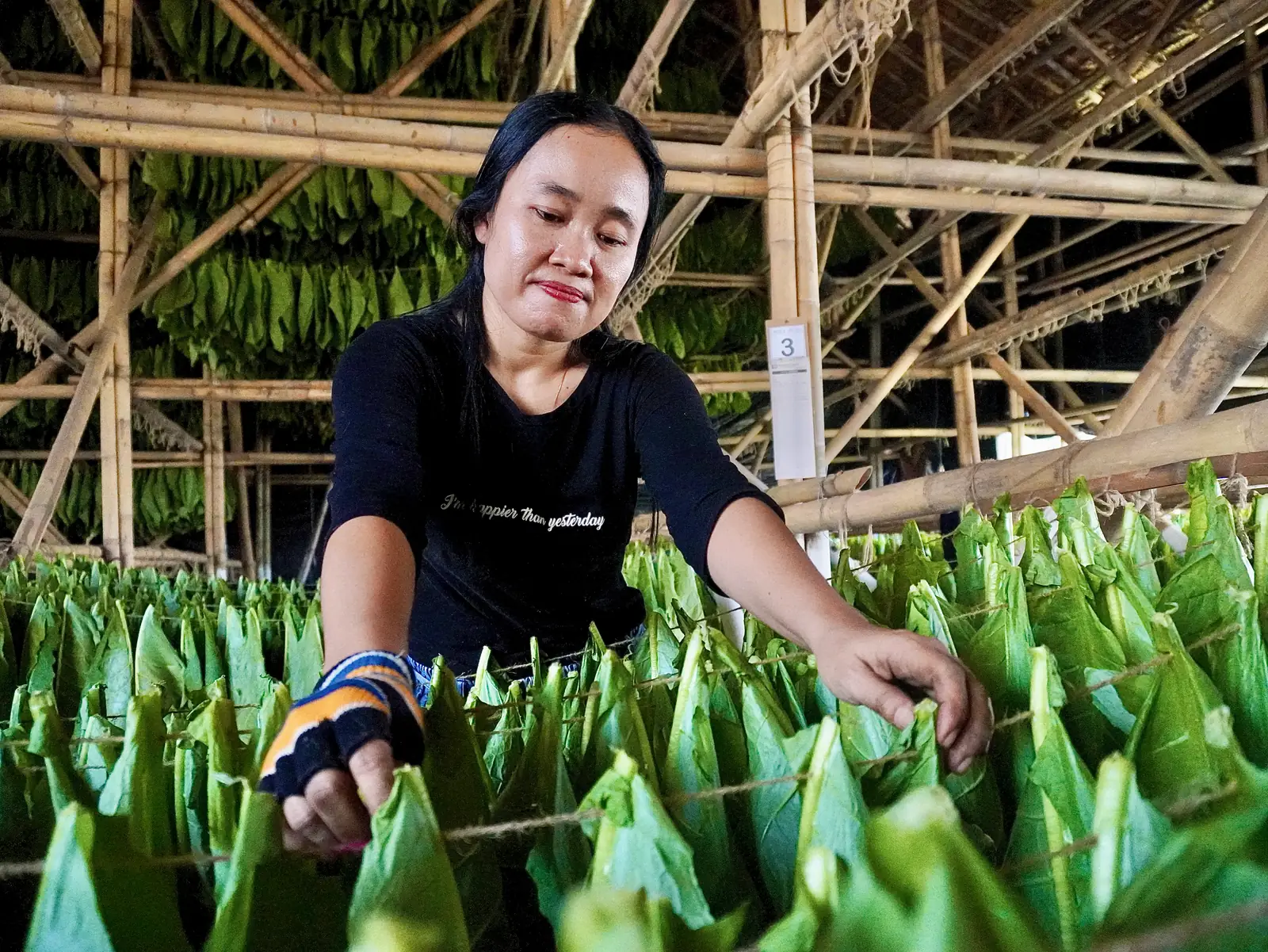Menggantung daun untuk curing