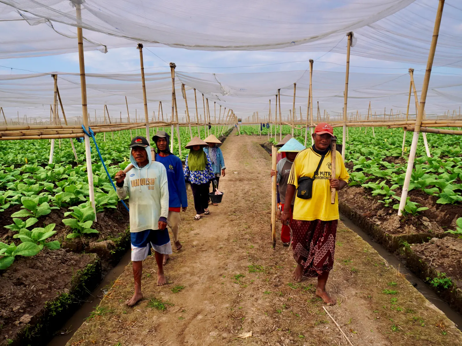 Para petani Jember