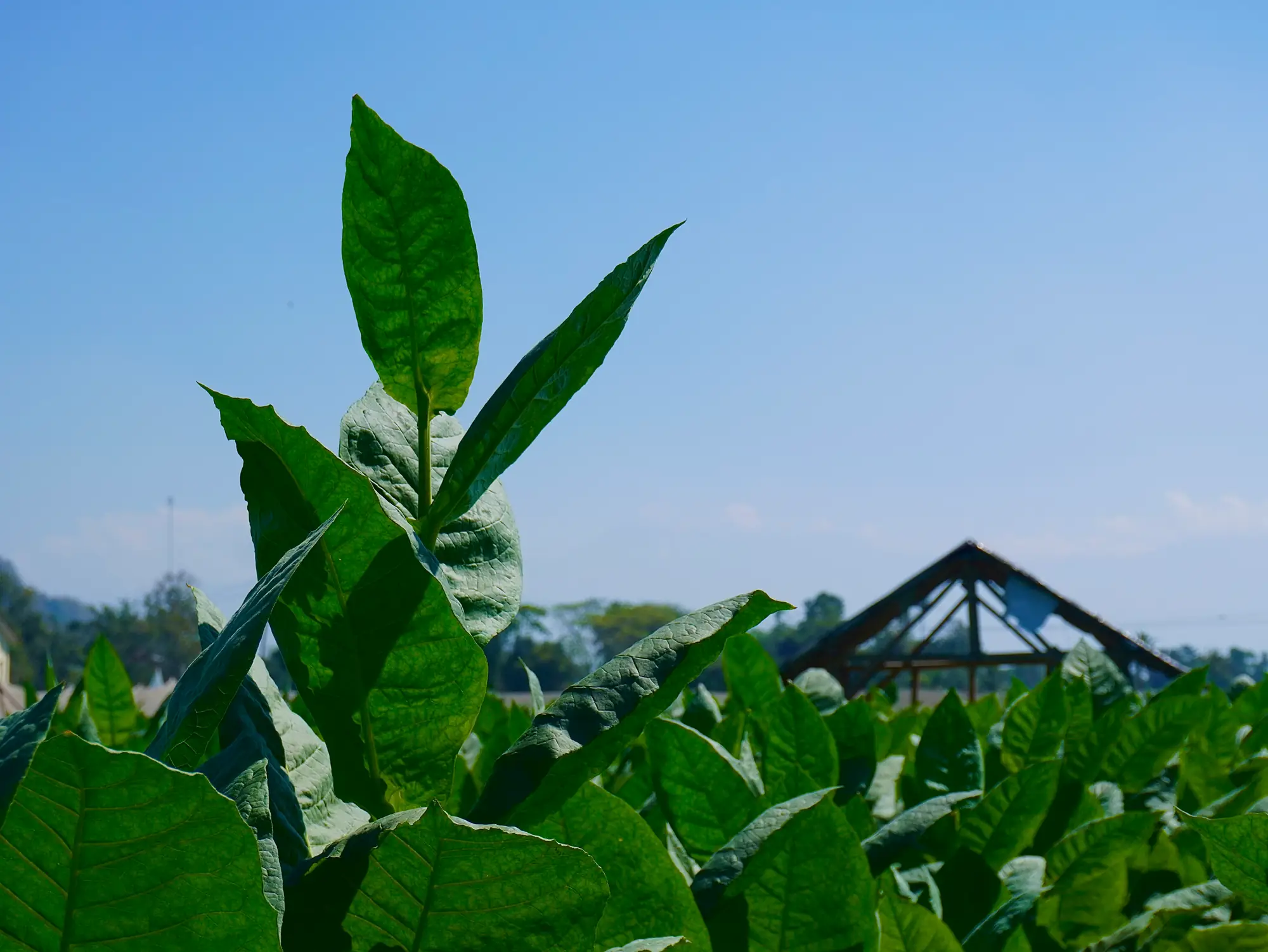 Daun naungan, Jember