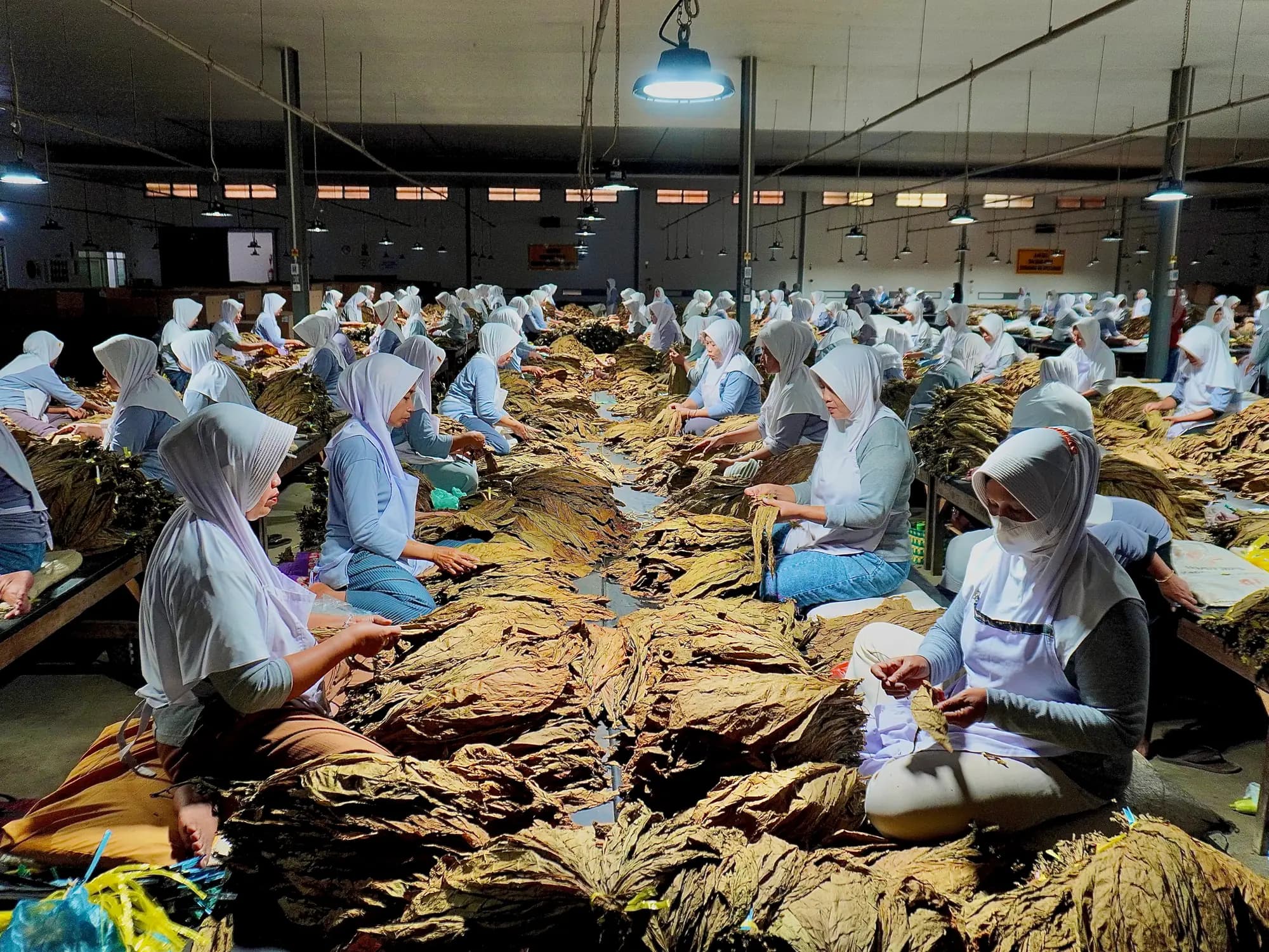 Sortasi dan grading